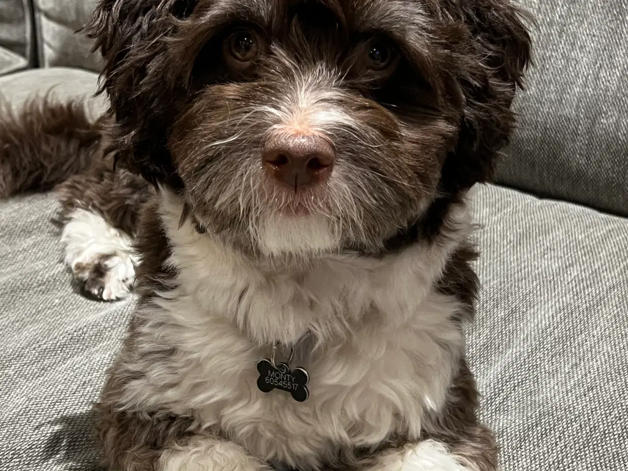 Billede 2 - Bichon Havanais Avl