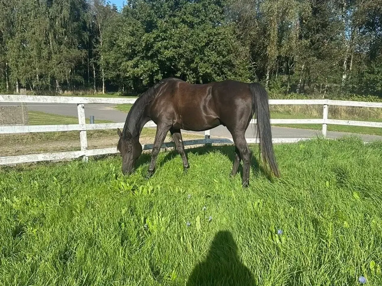 Billede 2 - Smuk vallak 