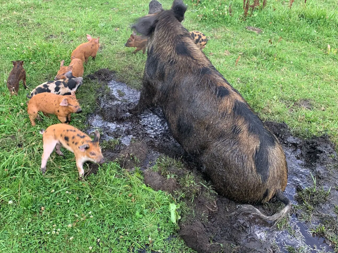 Billede 3 - Duroc/gl. Dansk landrace smågrise sælges