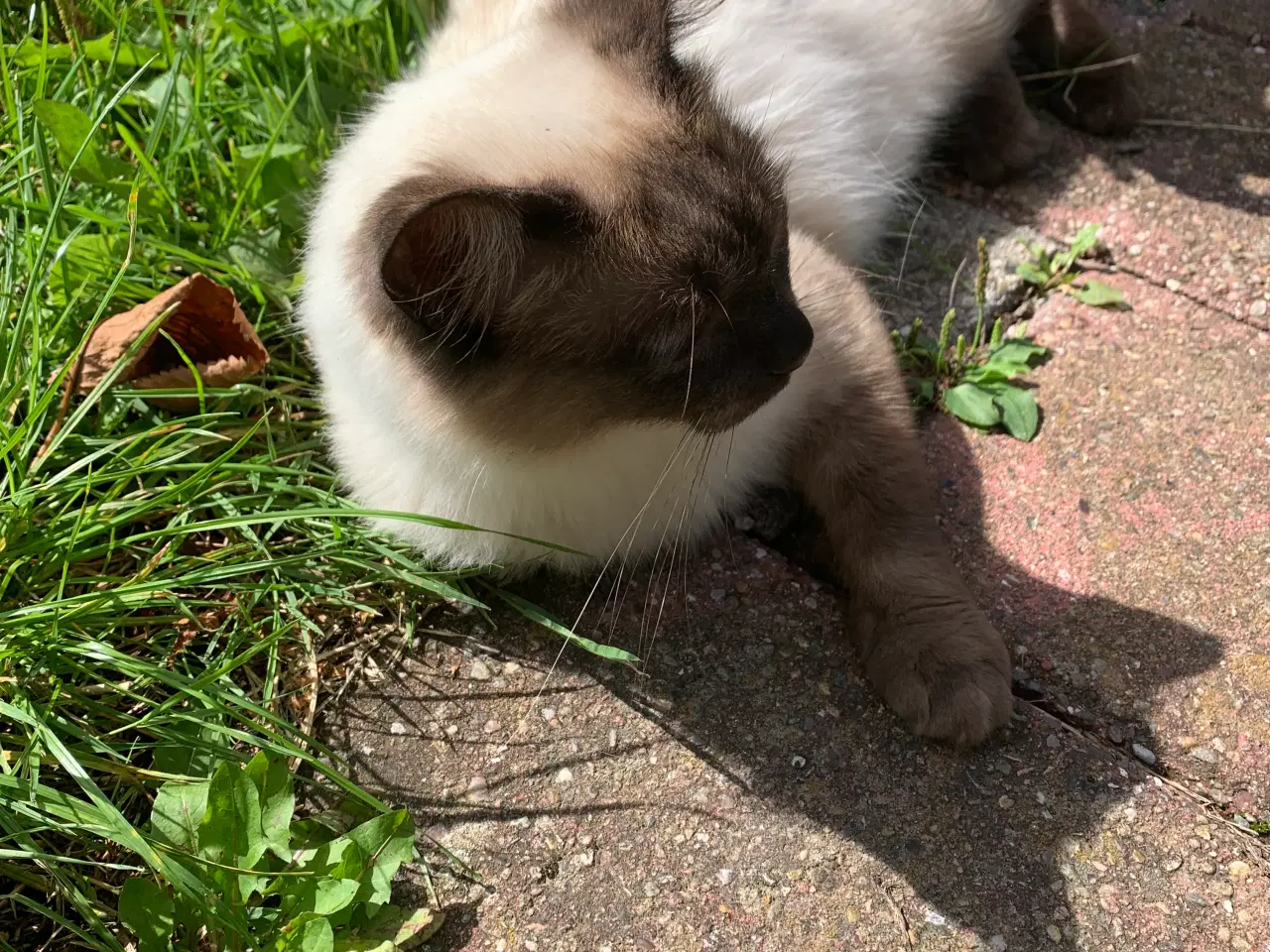 Billede 3 - Ragdoll hunkat 