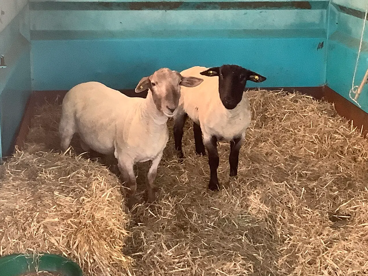 Billede 1 - Soffolk får, en vædder og en gimmer