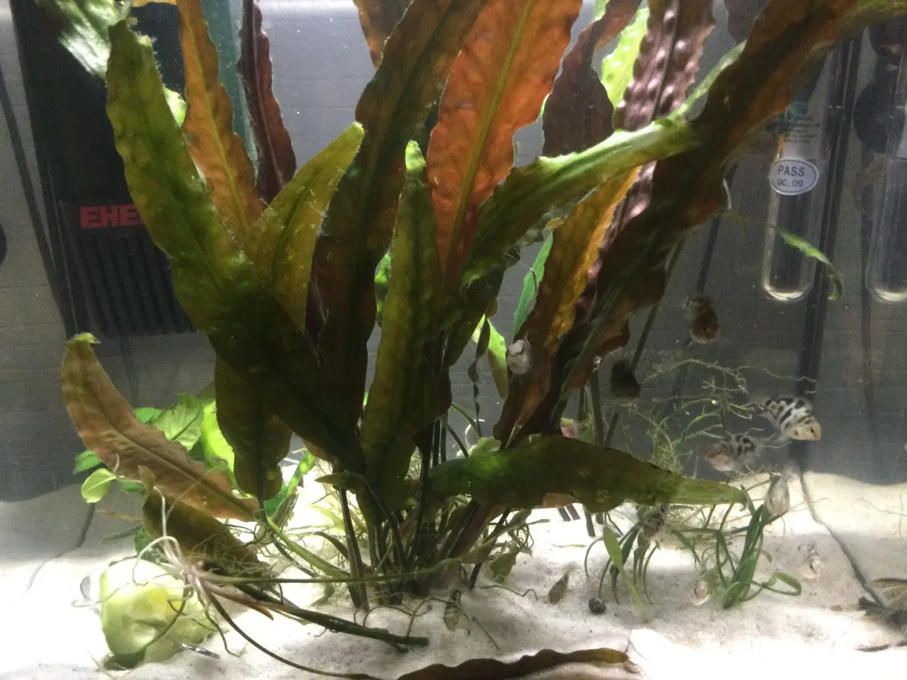 Billede 1 - Blue polar schilide