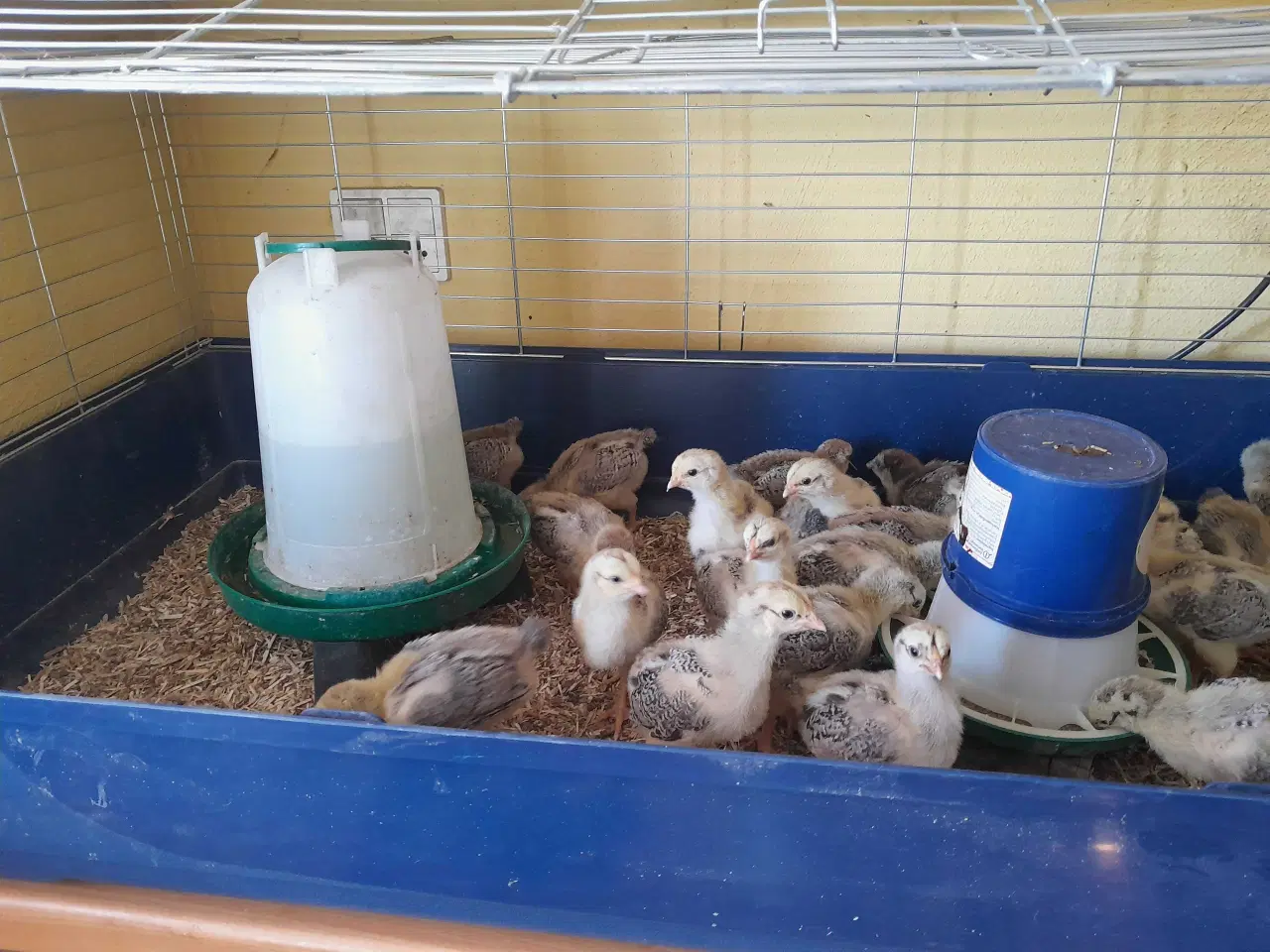 Billede 2 - Varmefrie Dværg wyandotter