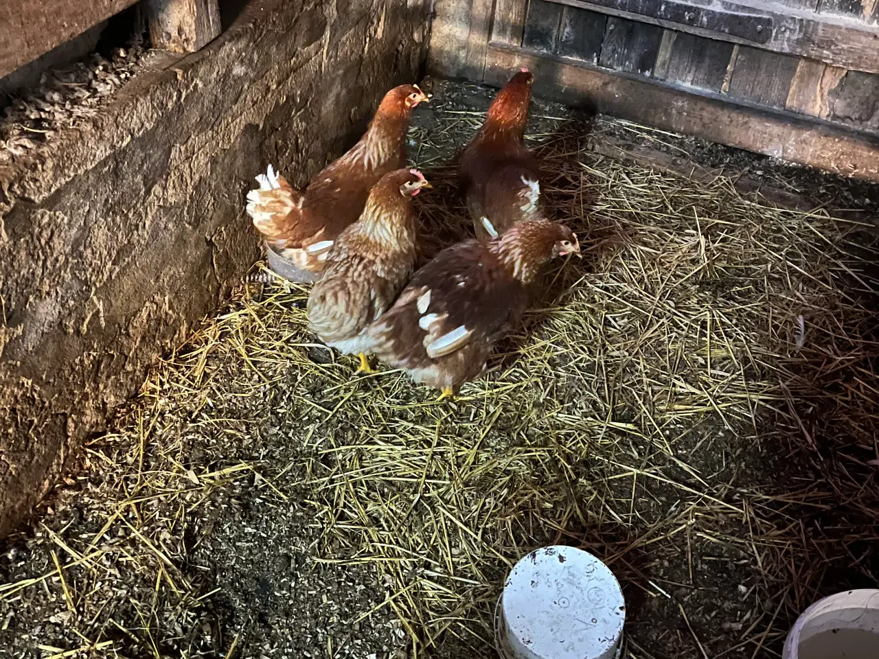 Billede 1 - Høns