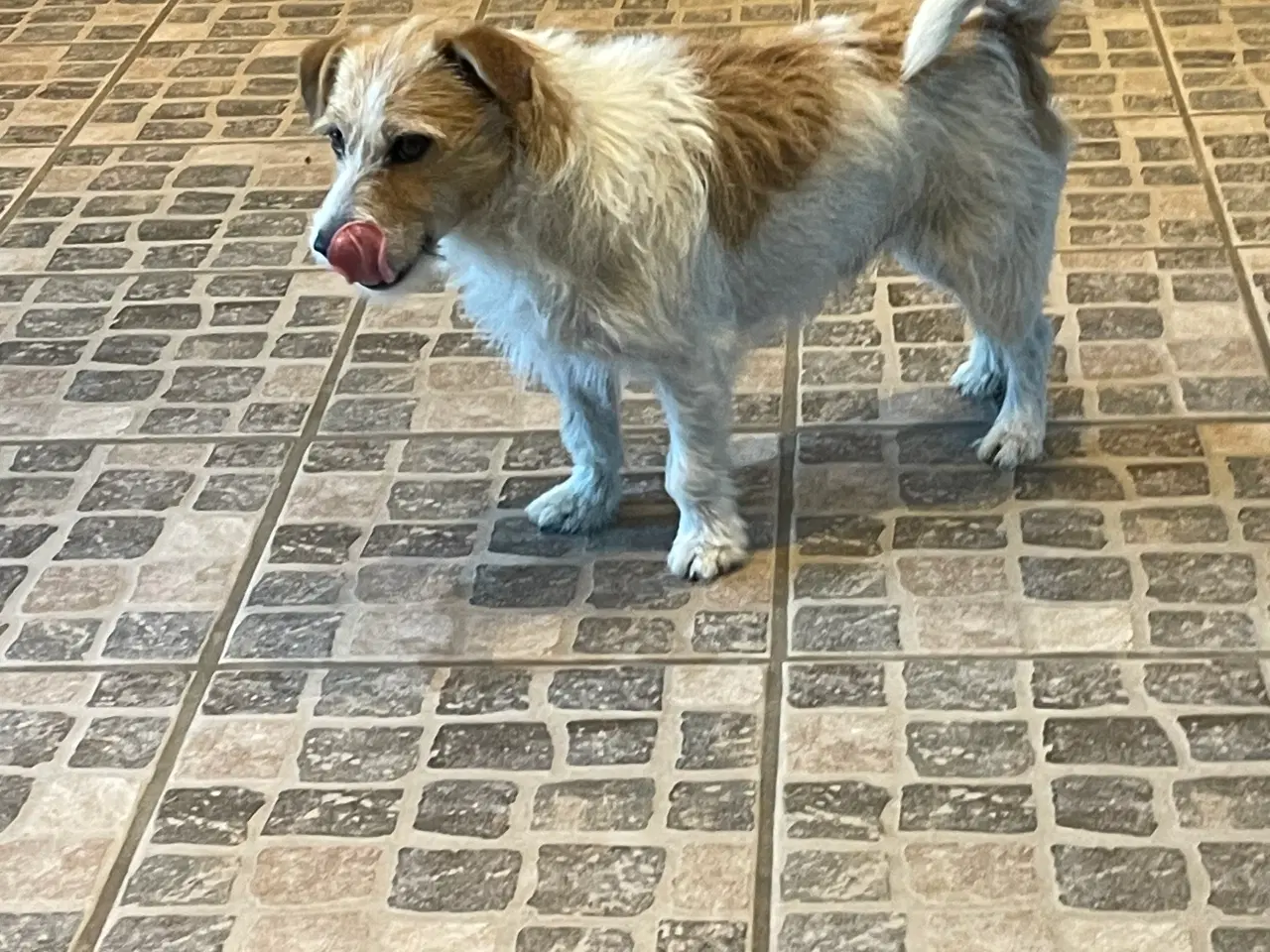 Billede 6 - Jack russell terrier hvalpe