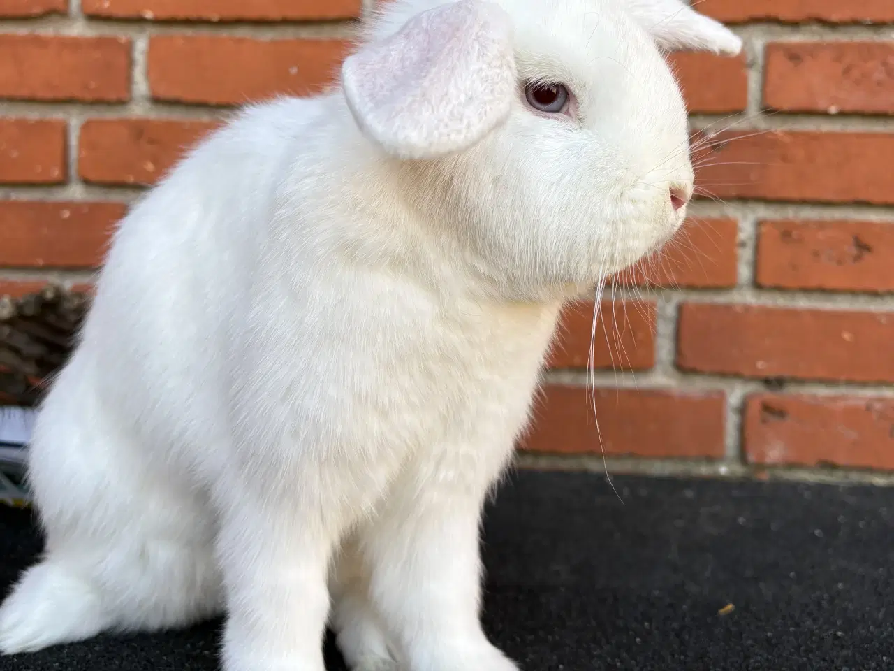 Billede 2 - HUN kanin