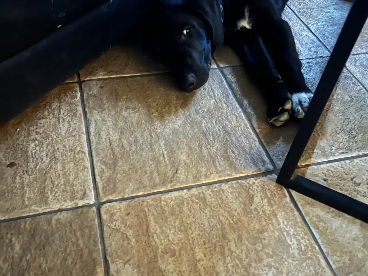 Billede 1 - Kleinemünsterlænder/schæfer hvalp