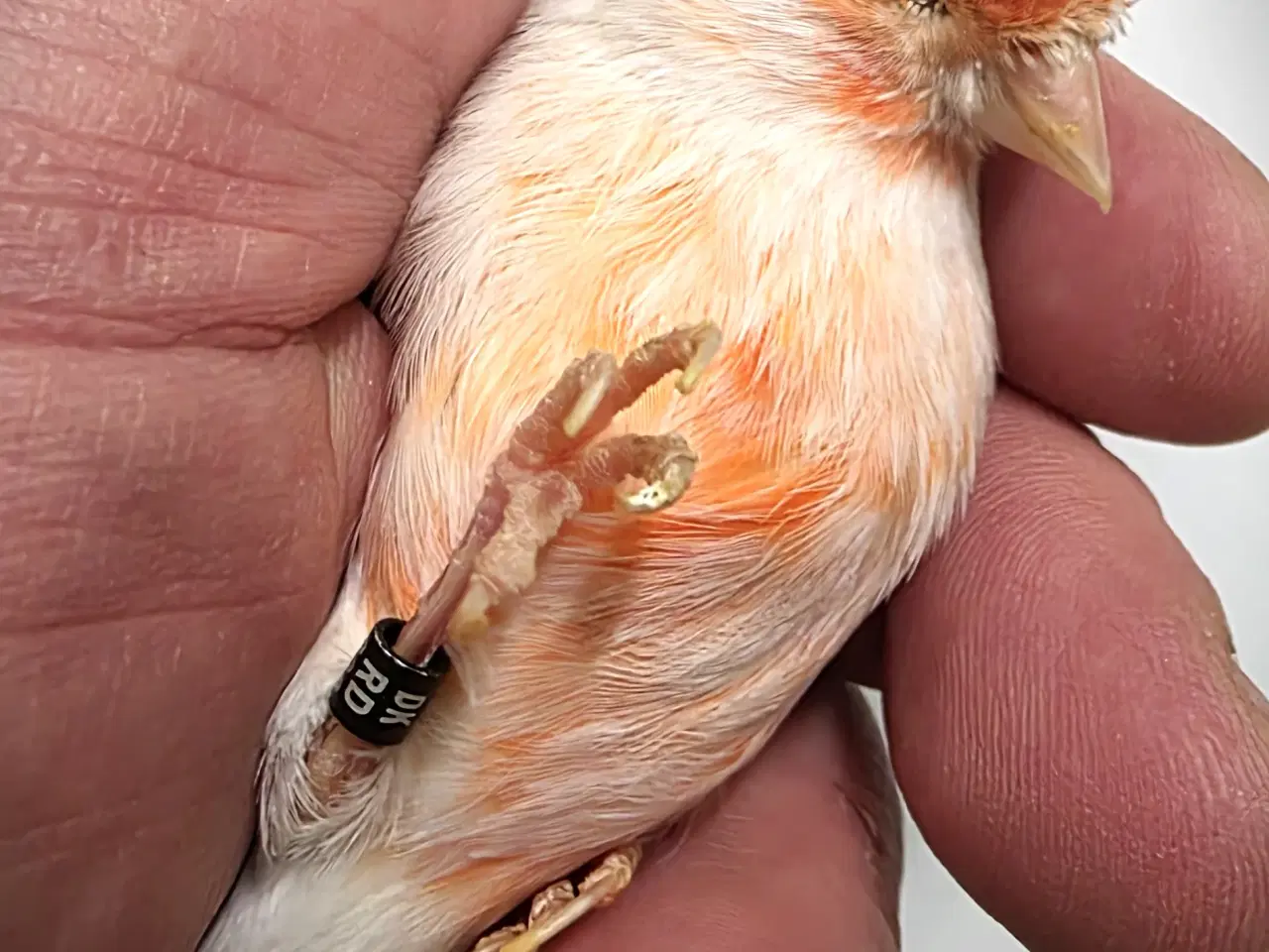 Billede 2 - Race kanarier