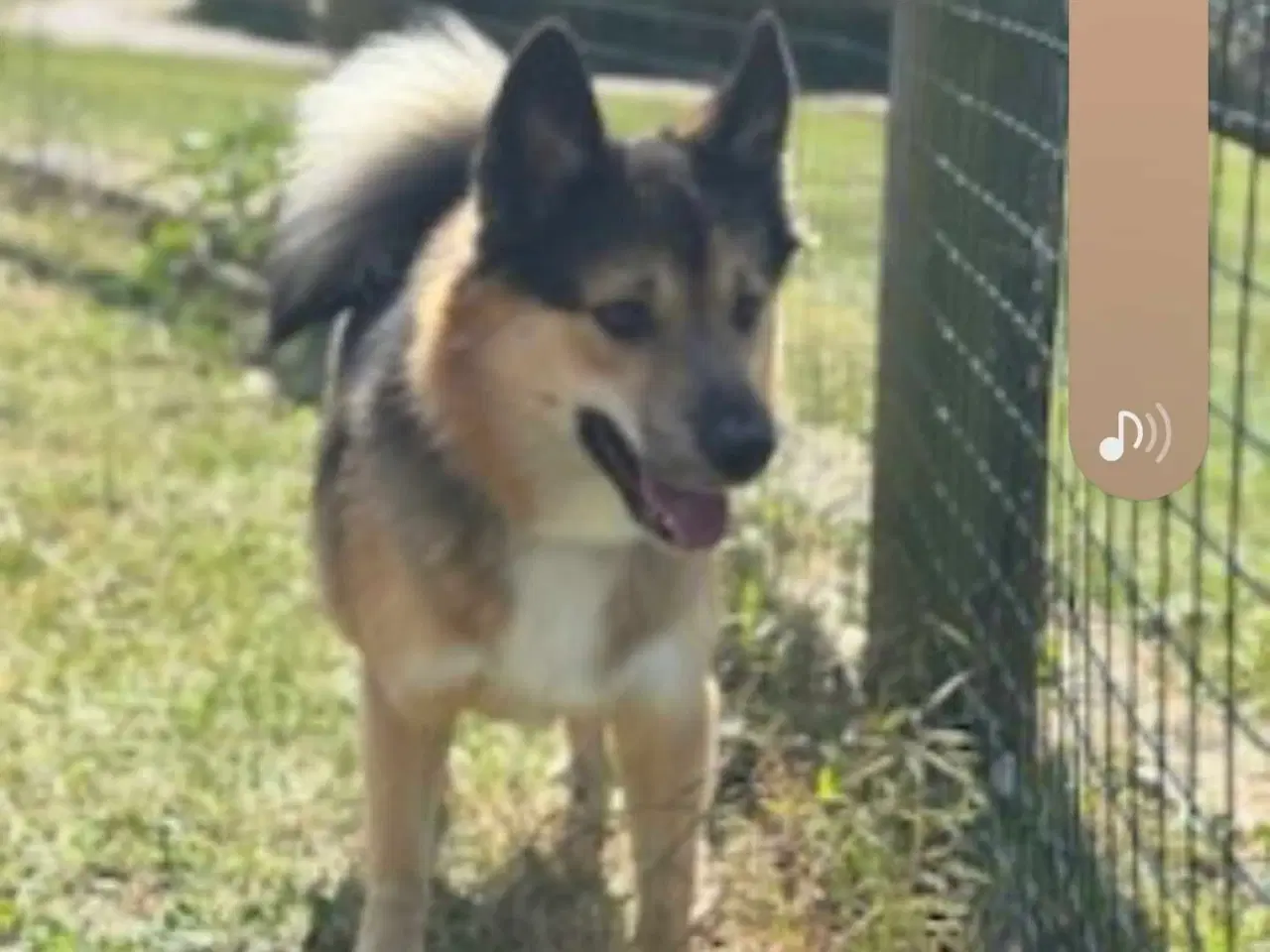 Billede 4 - Islandskfårehunde blanding, hvalpe 