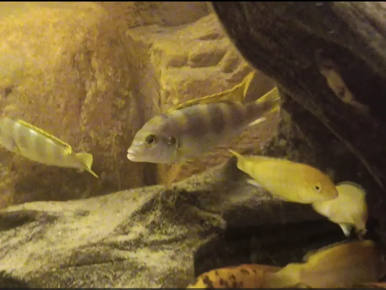 Billede 2 - Avl fra mine flotte  F1 ciclider i smukke nuancer.