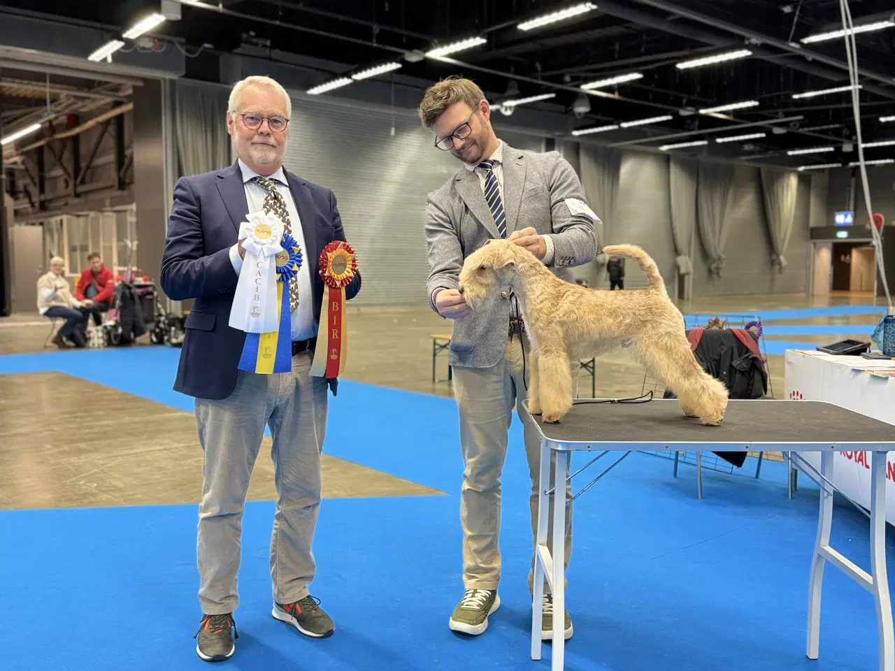 Billede 3 - Lakeland Terrier 