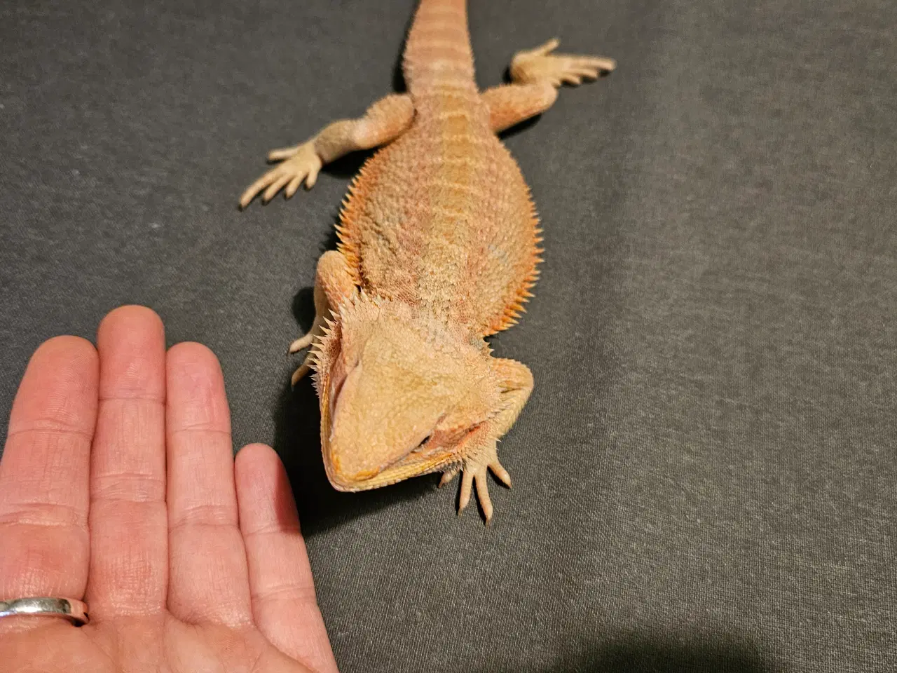 Billede 4 - HASTER skægagame unger 3 mdr gamle 😊