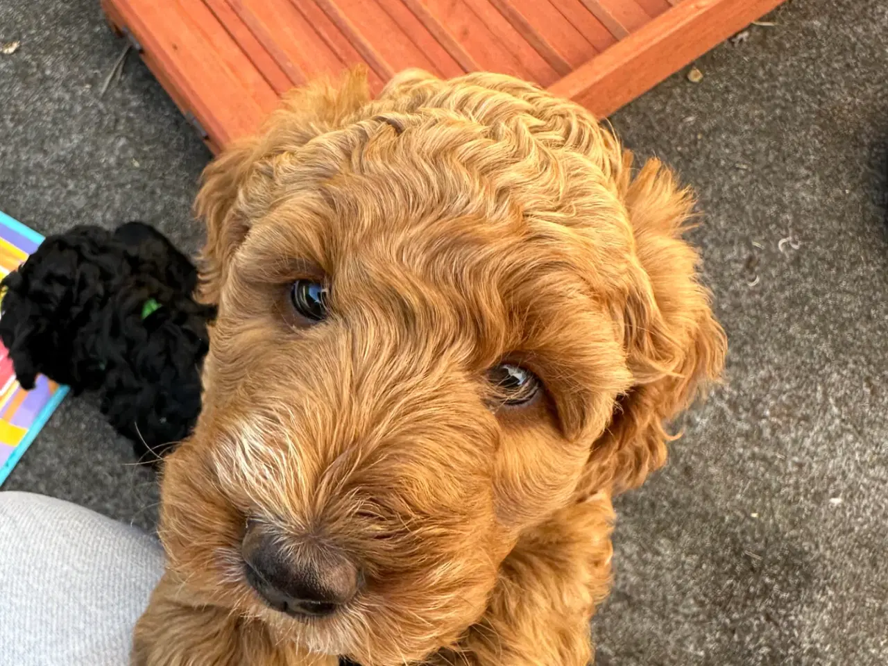 Billede 10 - Labradoodlehvalpe til sommer