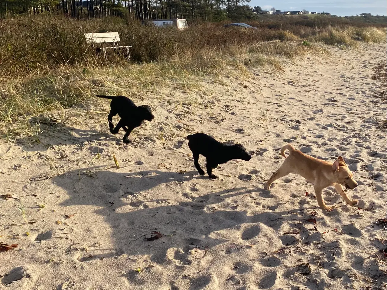 Billede 2 - Skøn labradortæve med stamtavle