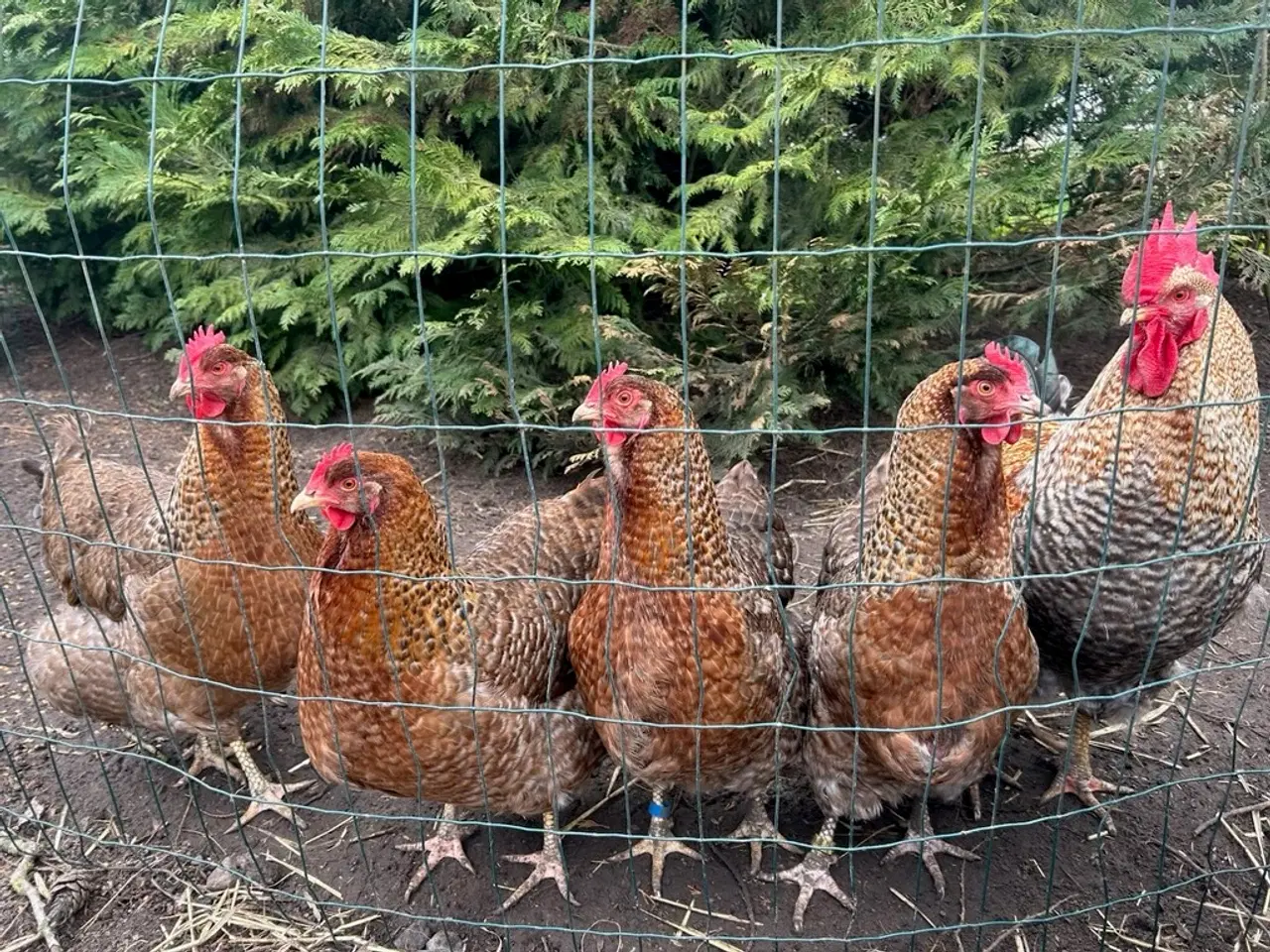 Billede 2 - Rugeæg af Bielefelder 