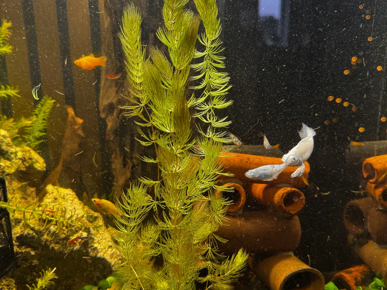 Billede 1 - Akvarie plante Ceratophyllum