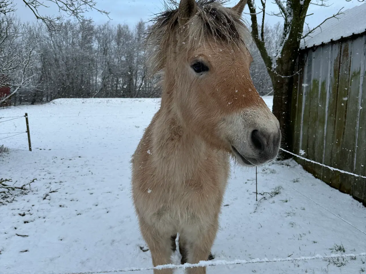 Billede 1 - Fjordheste hoppe 