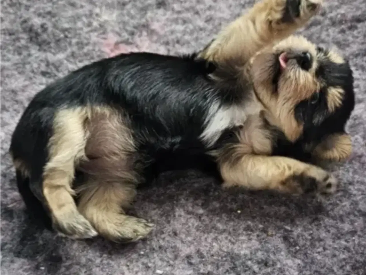Billede 3 - Yorkshire terrier hvalpe søger kærlige hjem