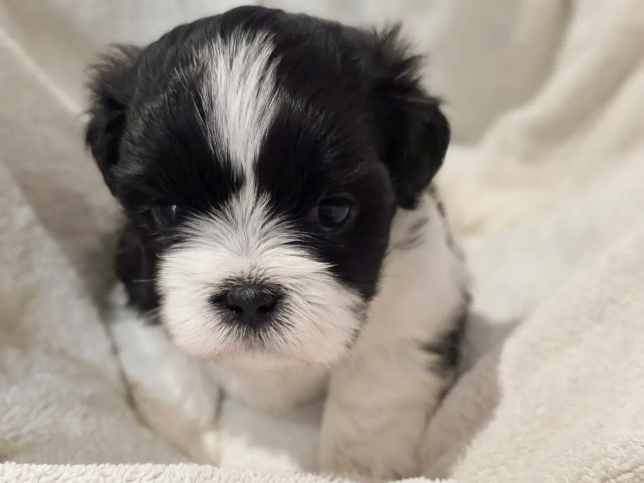 Billede 1 - hunde hvalpe