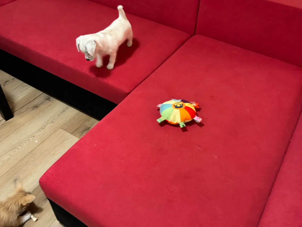 Billede 5 - Hvalp søger ny hjem