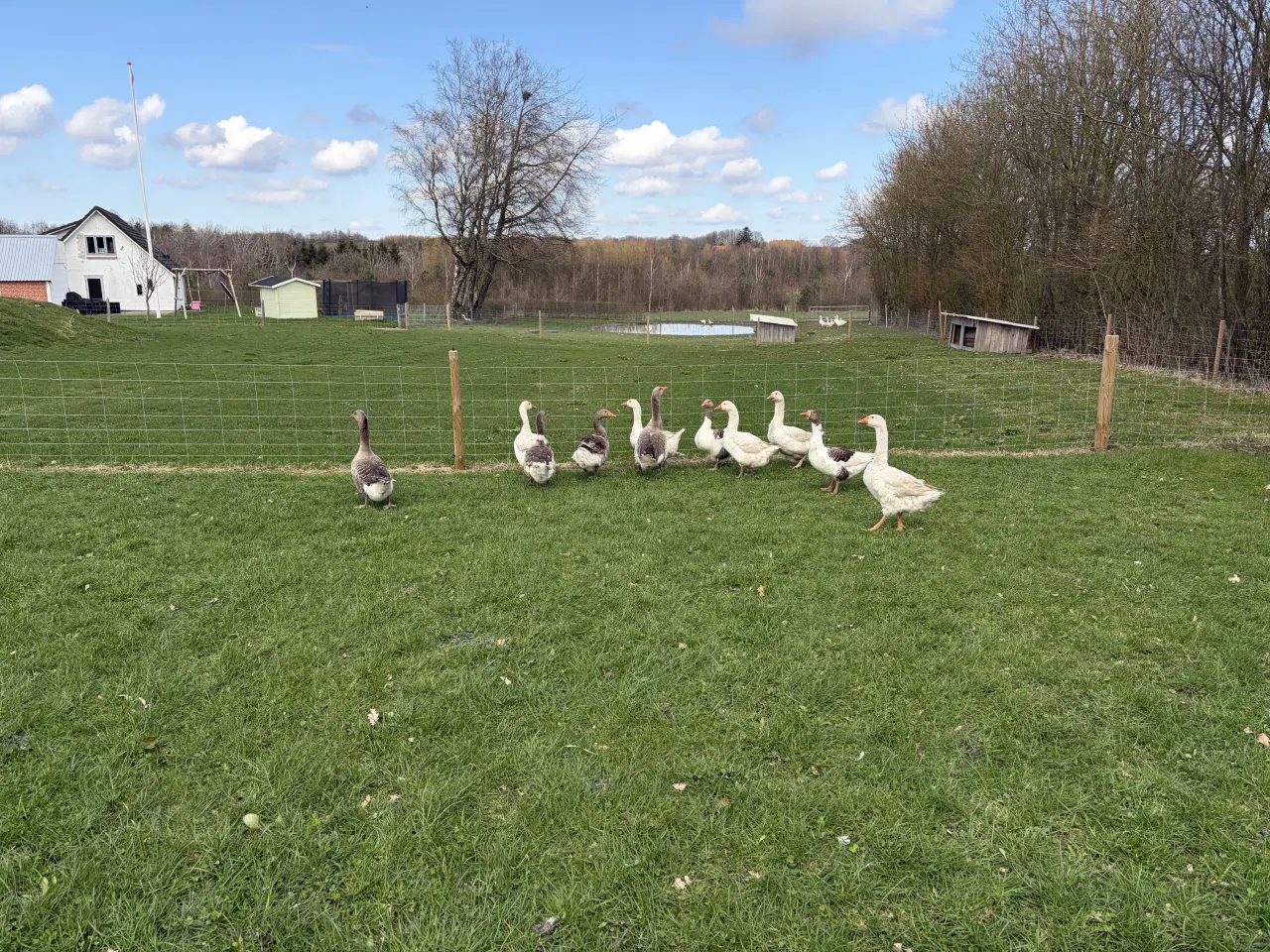 Billede 2 - Gæs 