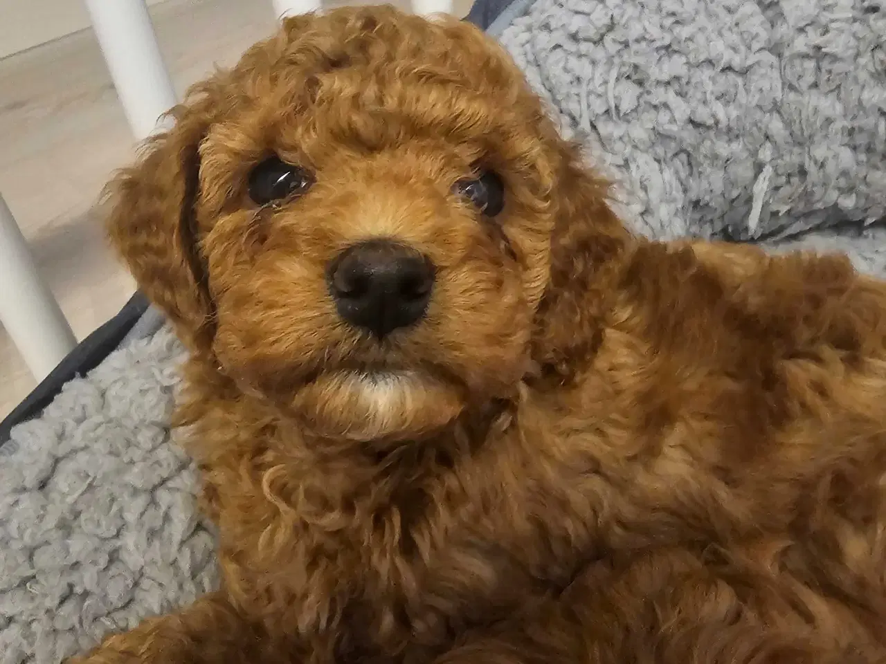 Billede 1 - Cockapoo F1B