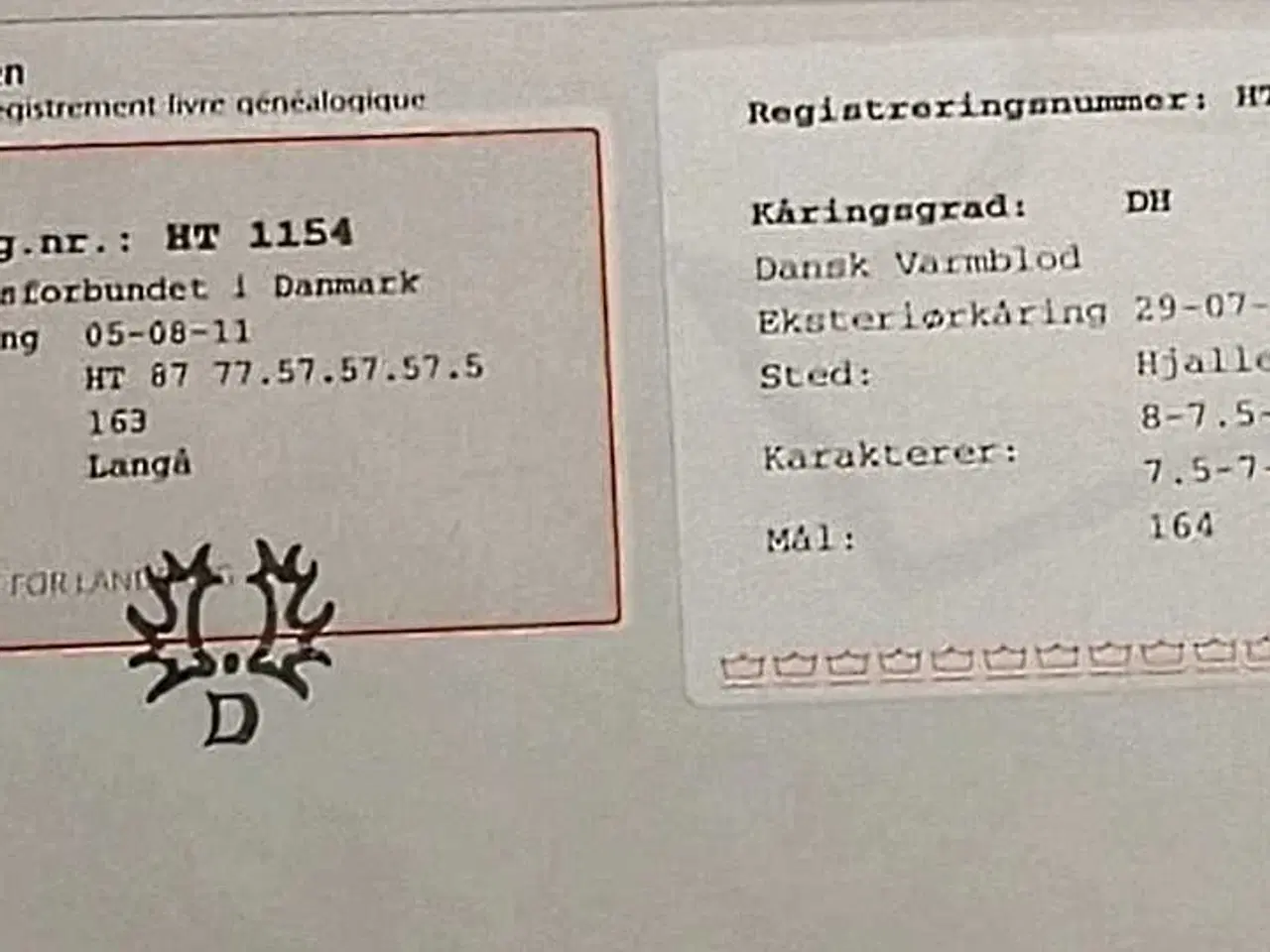 Billede 3 - Kærlig og stabil hoppe sgr forever hjem