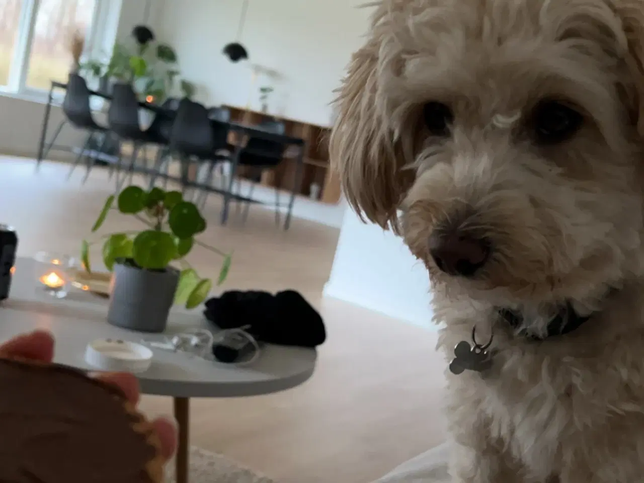 Billede 2 - Maltipoo tilbydes til arv