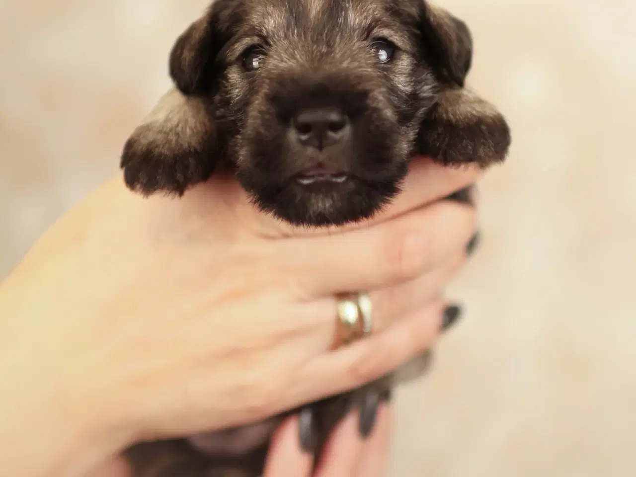 Billede 9 - Puppy Miniature Schnauzer, Dværgschnauzer FCI