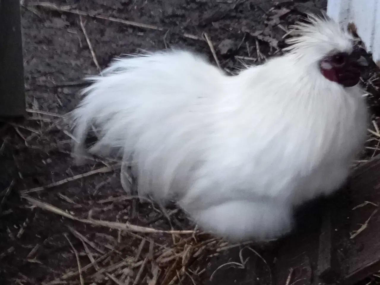 Billede 9 - Silkehaner. Hvis silkedværg haner.