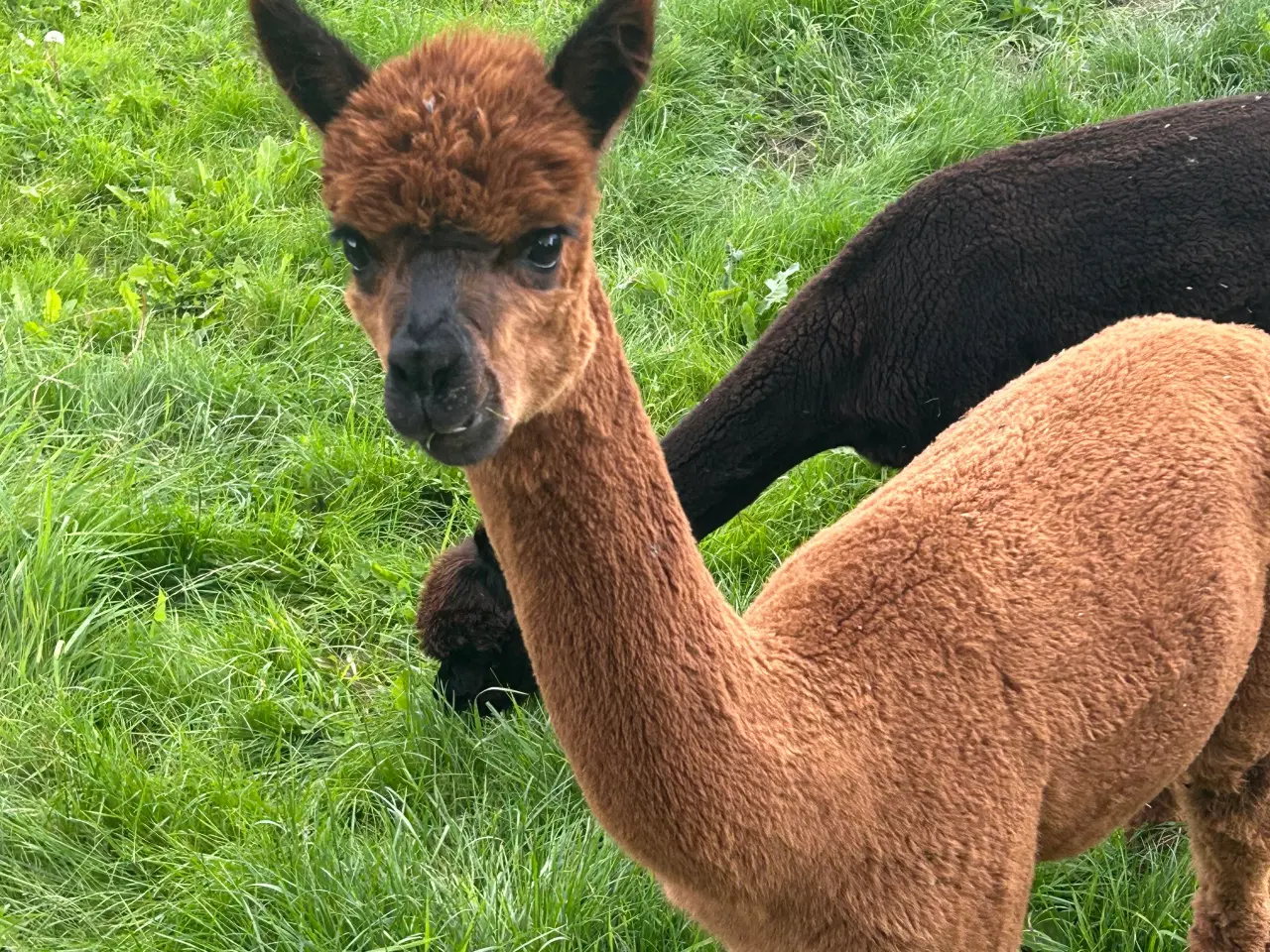 Billede 2 - Alpacahopper