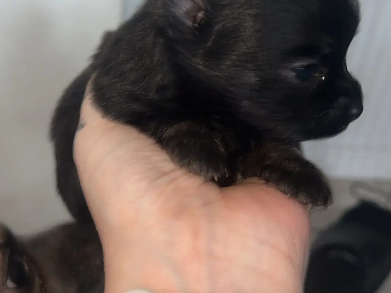 Billede 6 - Pomeranian / Chihuahua