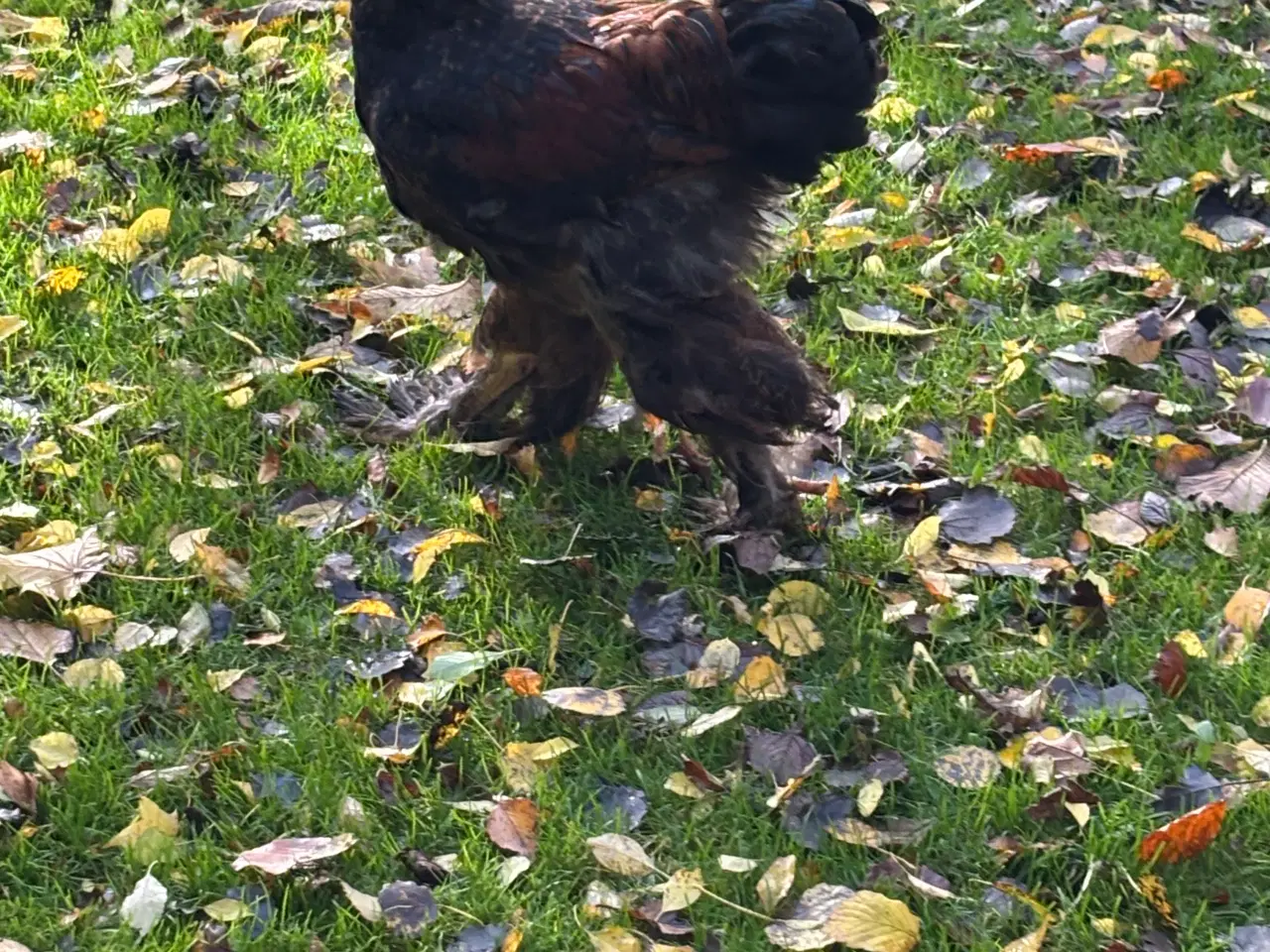 Billede 1 - Guld sort båndet brahma