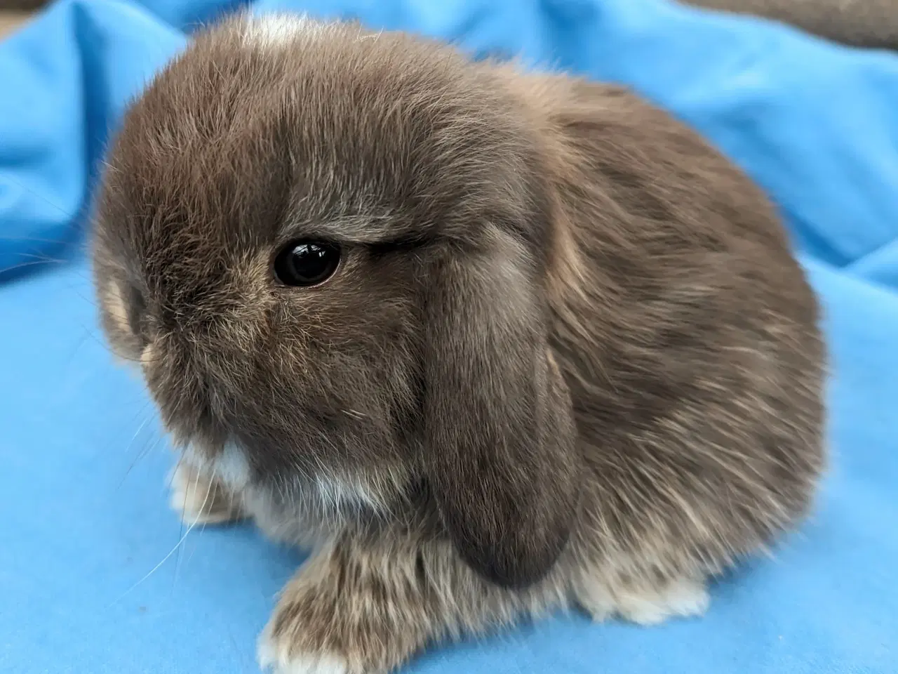 Billede 1 - Minilop kaninunge sælges