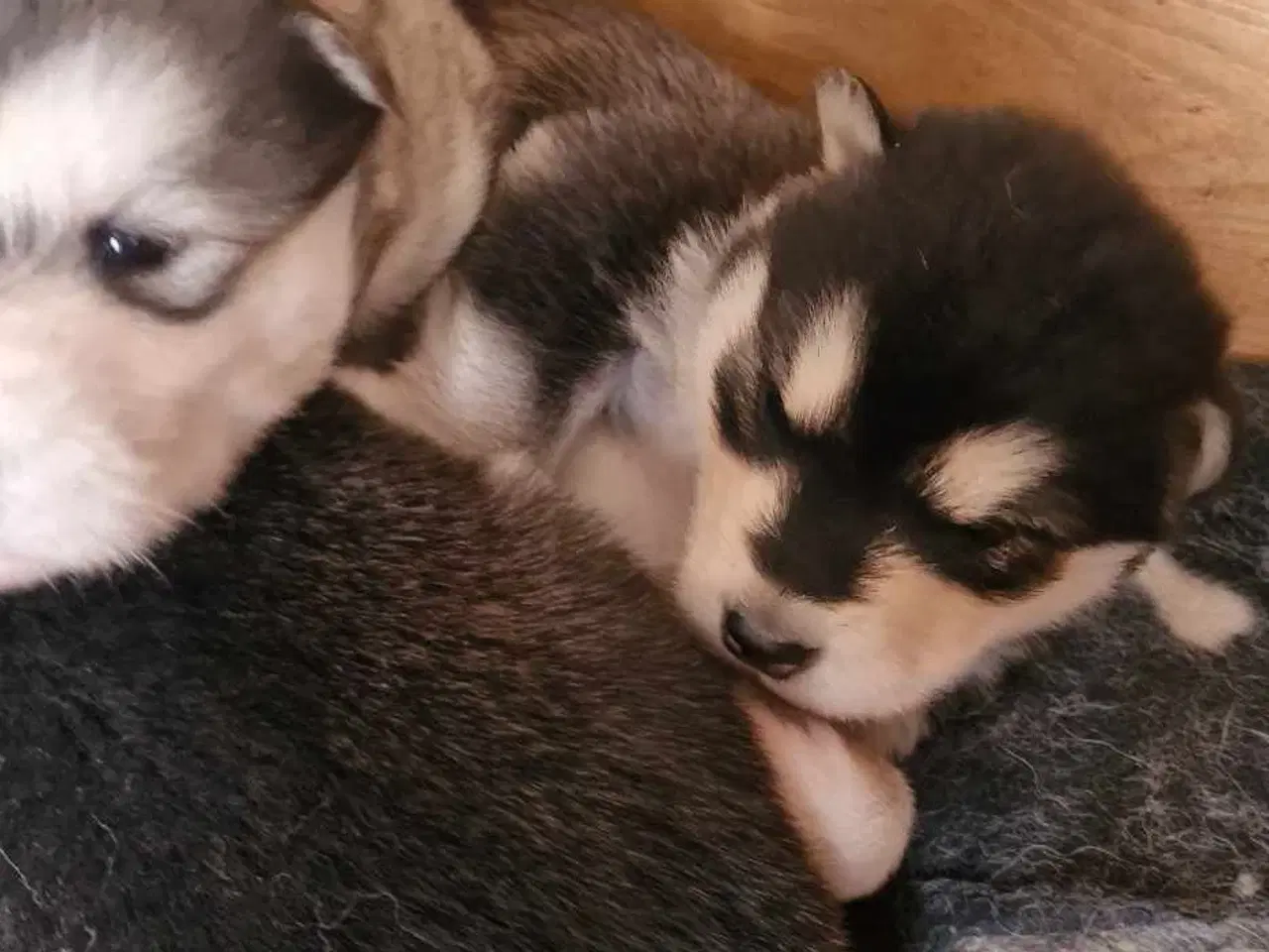 Billede 5 - Alaskan Malamute hvalpe til salg –smukke og sunde!