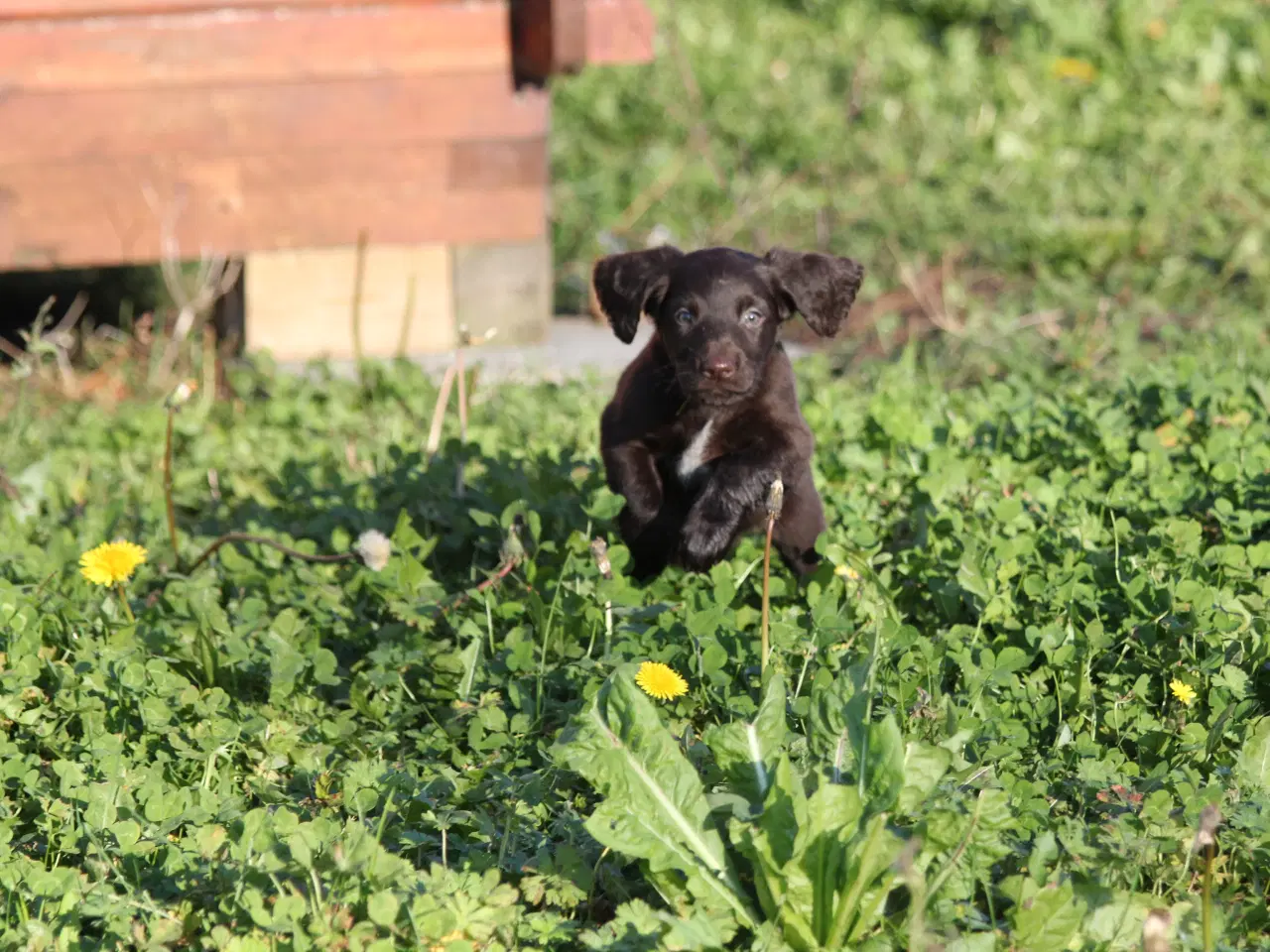 Billede 10 - Langhåret hønsehunde hvalpe