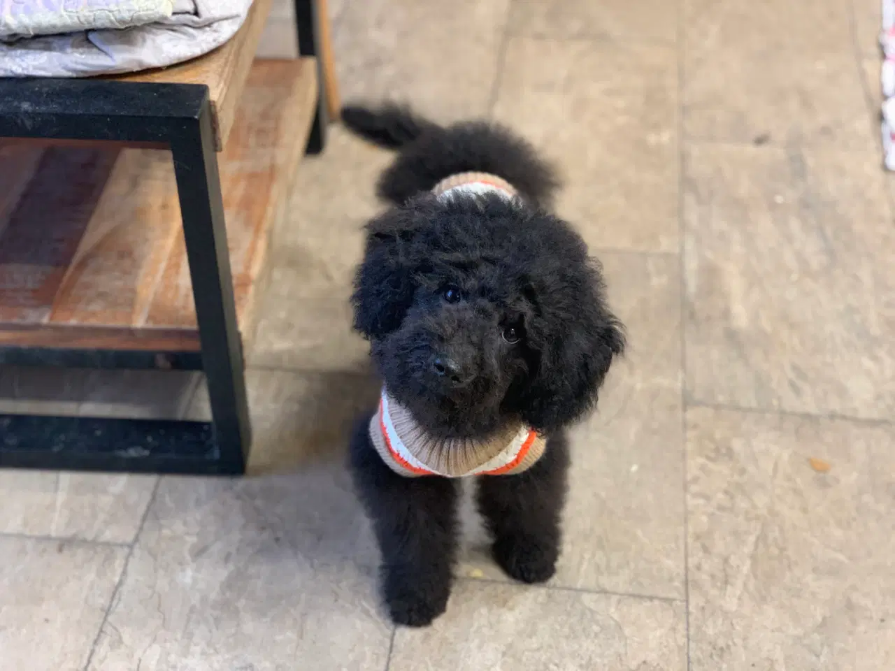 Billede 11 - Den dejligste Maltipoo dreng 