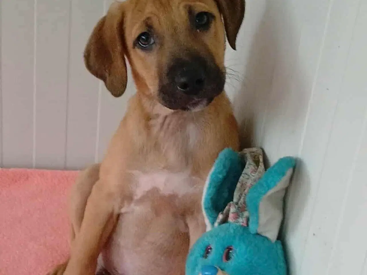 Billede 3 - Lille Odin søger familie