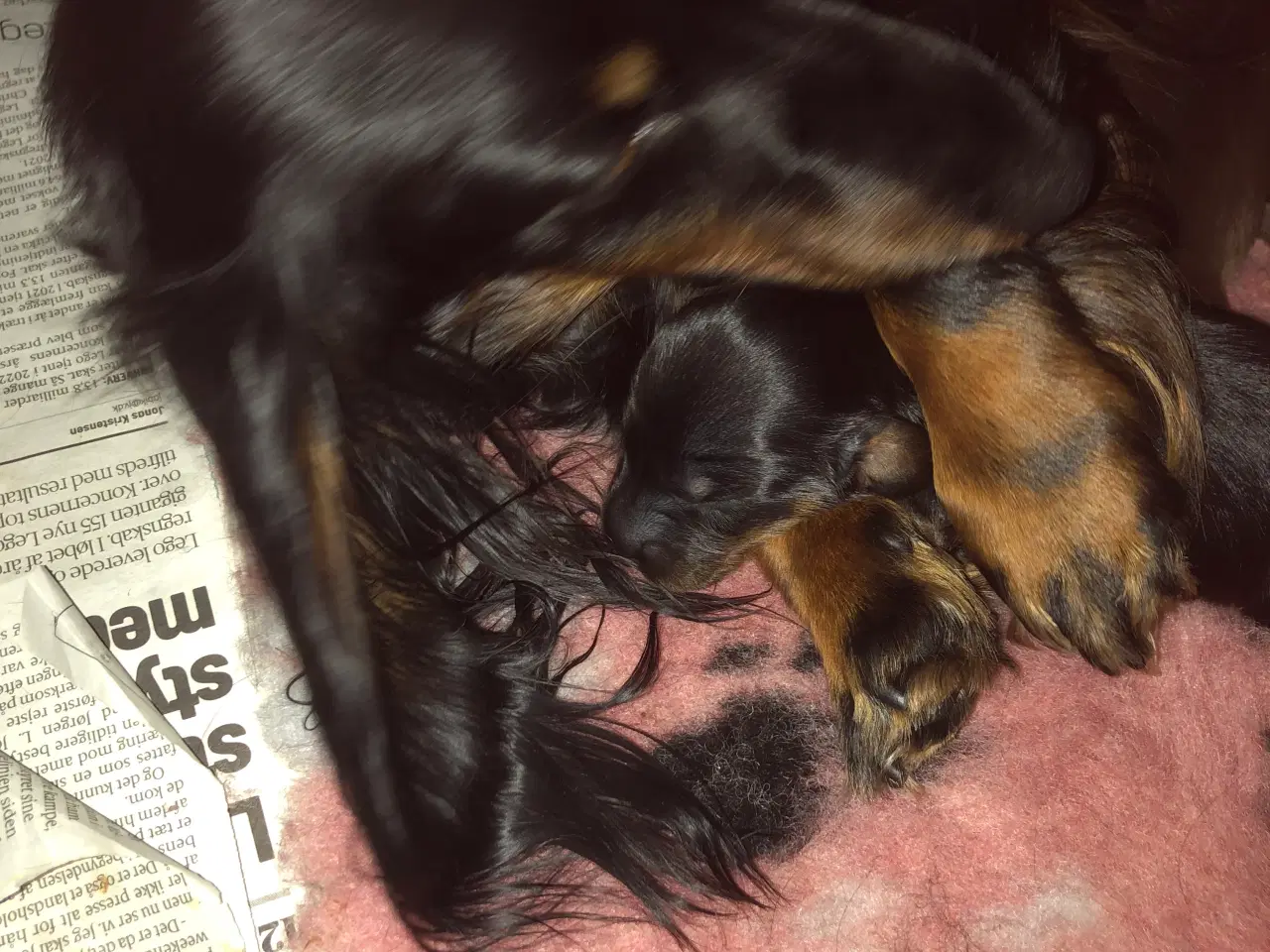 Billede 2 - Langhåret gravhundehvalpe kanin