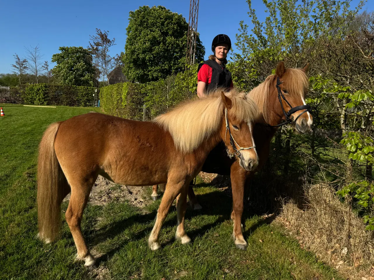 Billede 6 - Lækker 4 års islænder