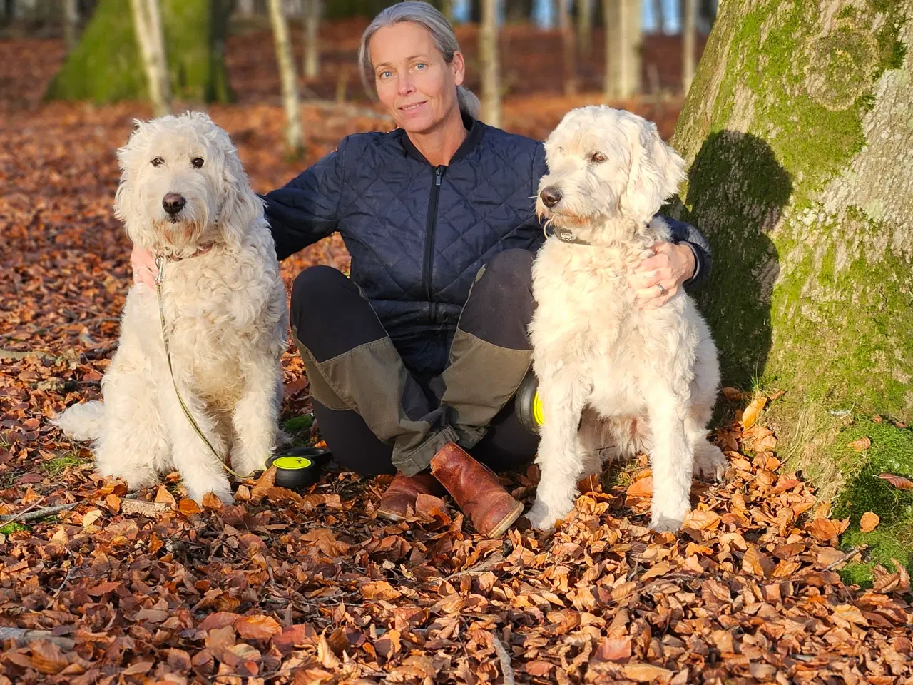Billede 12 - Goldendoodle hvalpe