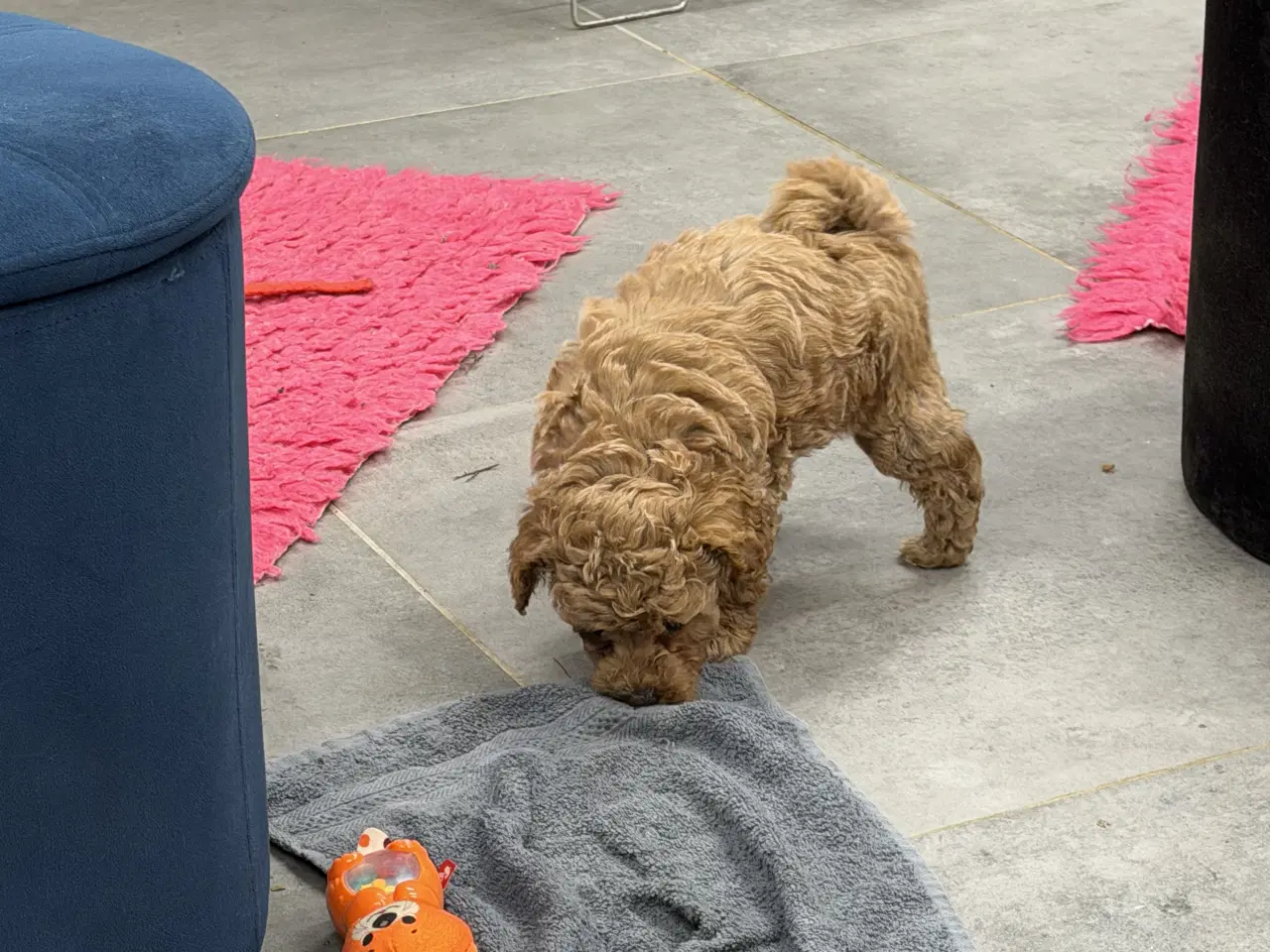 Billede 5 - 🐶✨ 1 skønne Havapoo piger søger deres for-altid-h