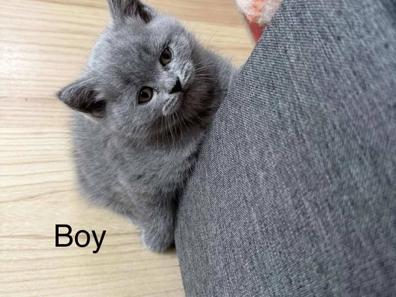 Billede 2 - 2 boy and 1 beautiful baby girl British shorthair