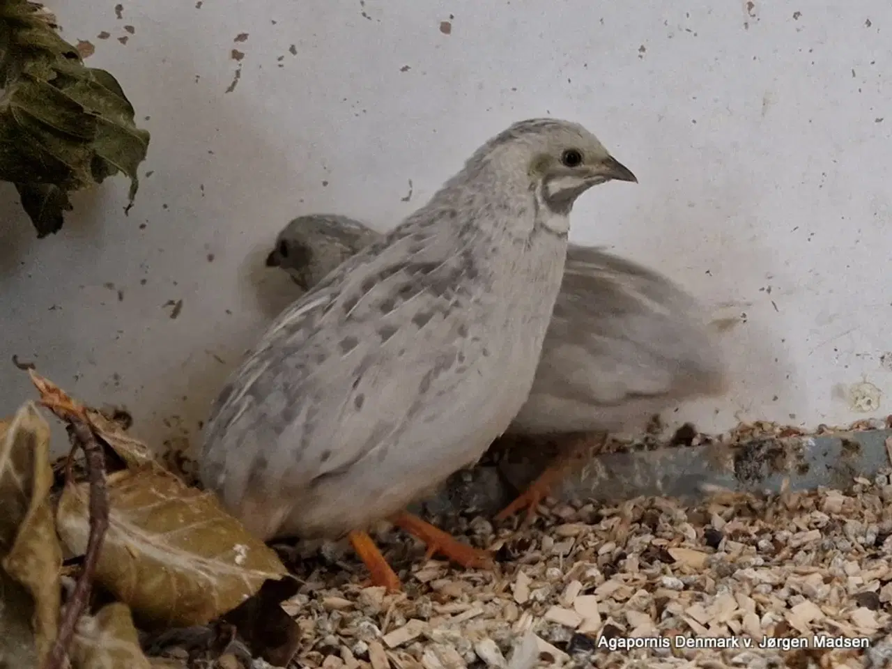 Billede 1 - Kinesisk dværgvagtel - sølv.
