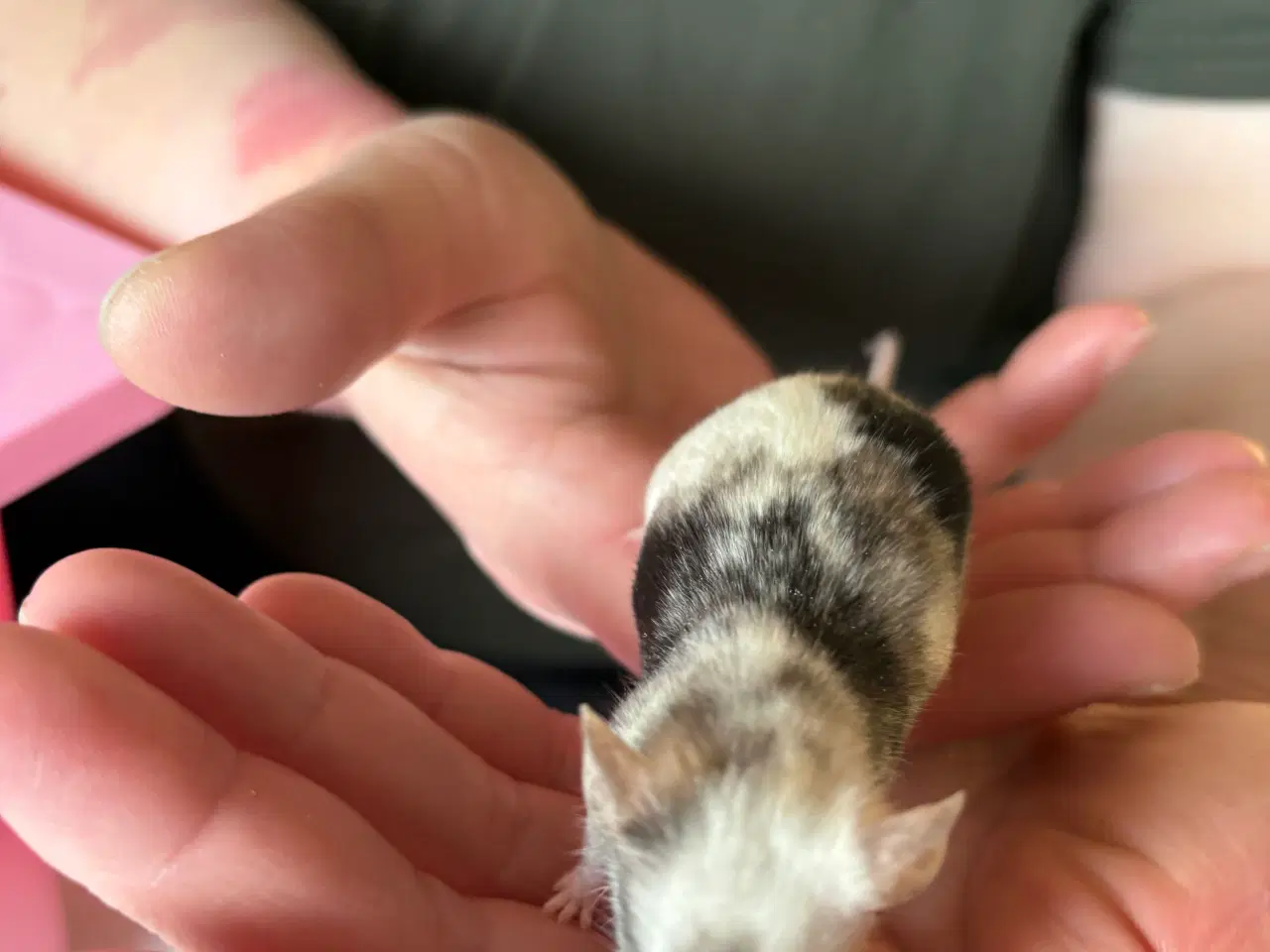 Billede 9 - Flerfarvede/plettede mus