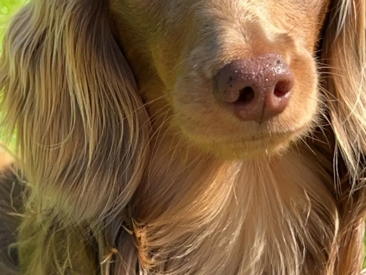 Billede 2 - Chocolate tan dværg gravhund tilbydes til parring