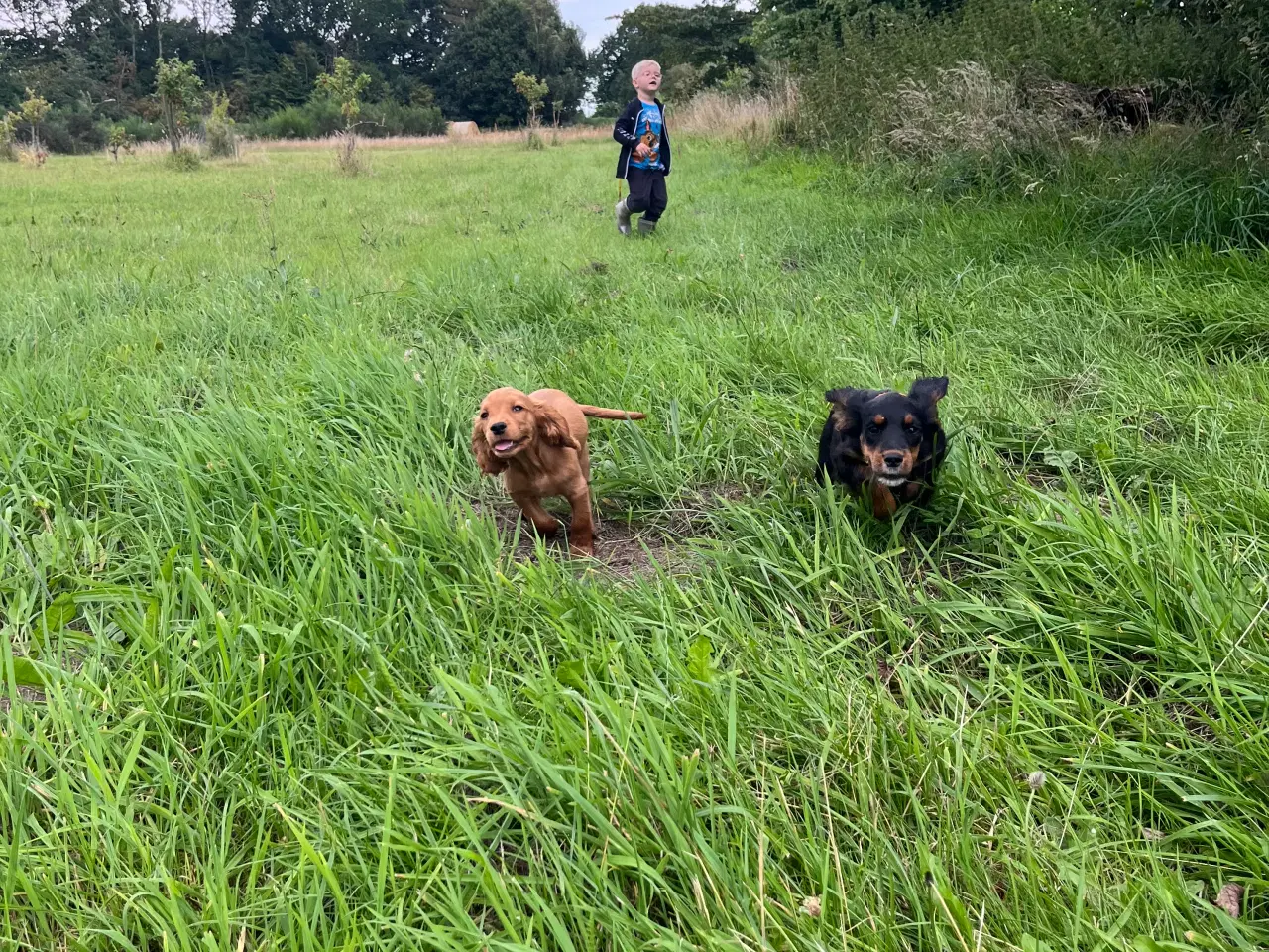 Billede 3 - Ft cocker spaniel 