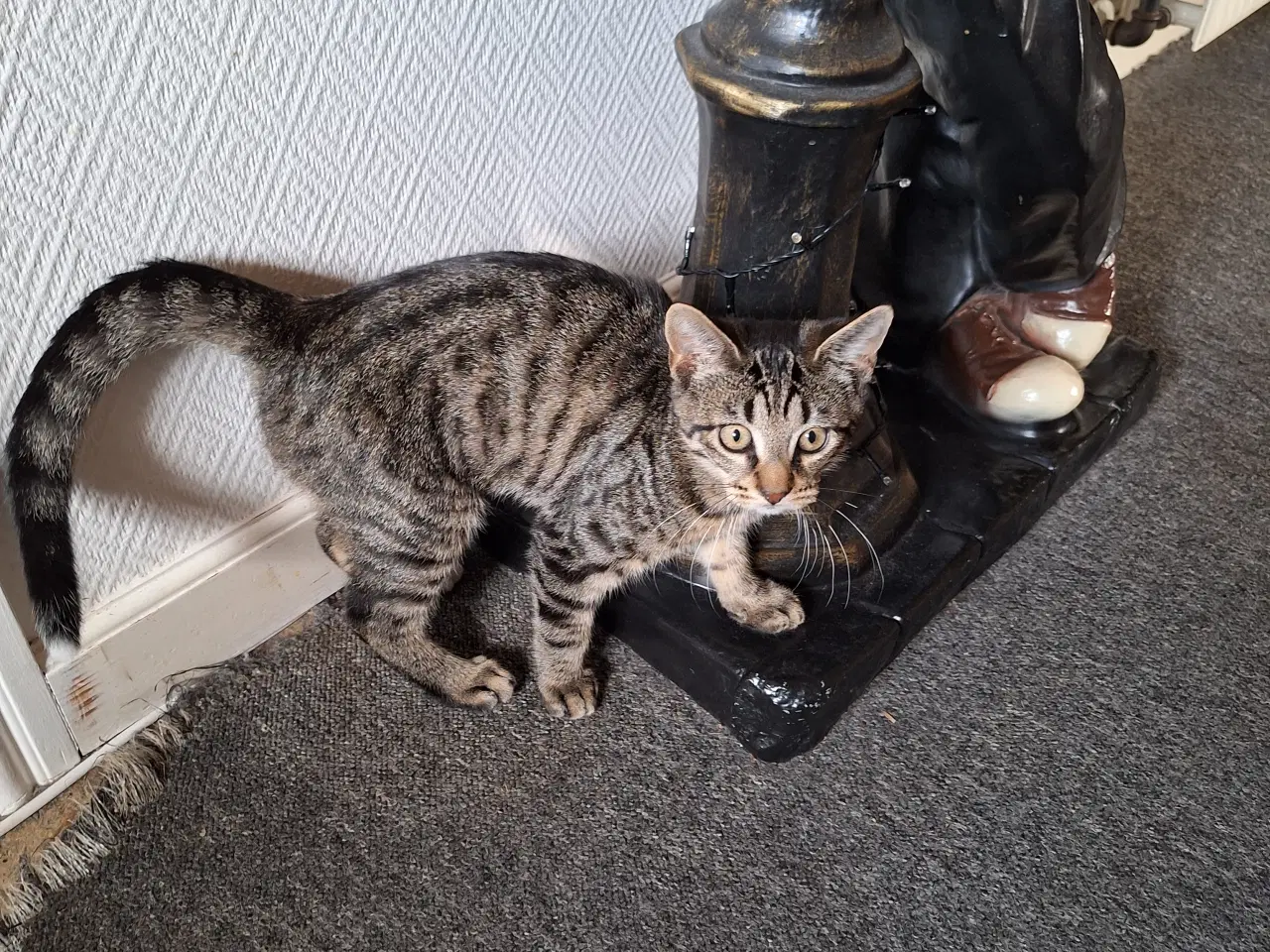 Billede 3 - 21 uger killing