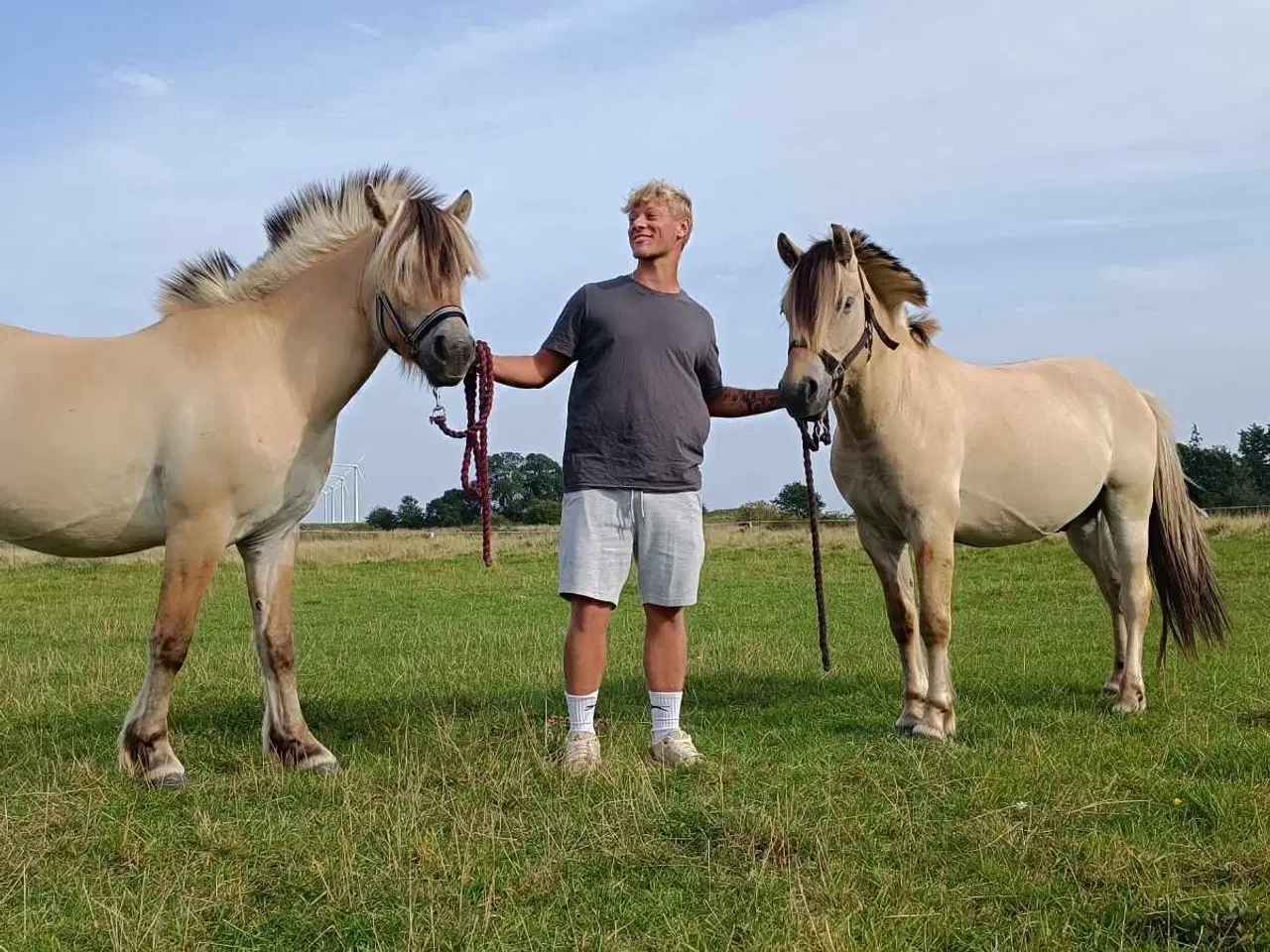 Billede 1 - Fjordheste sælges 