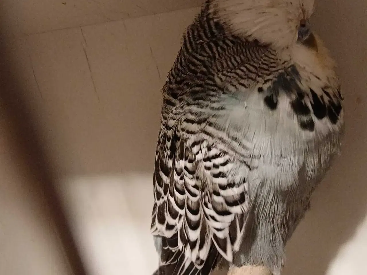 Billede 11 - 1 par Engelske undulater